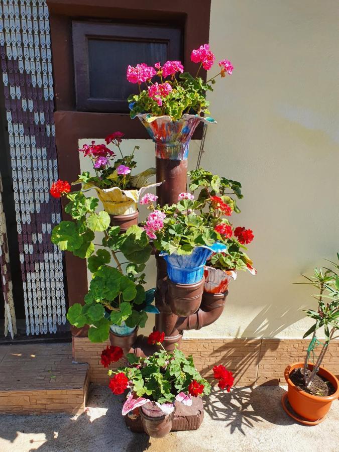 Casa Ghemus Costinesti Hotel Kültér fotó